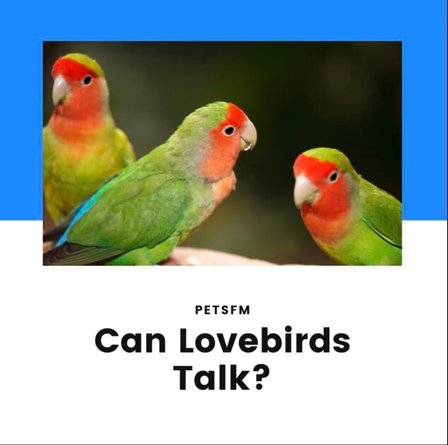 Do Lovebirds Talk? [Teaching Lovebirds to Talk: Tips and Techniques]